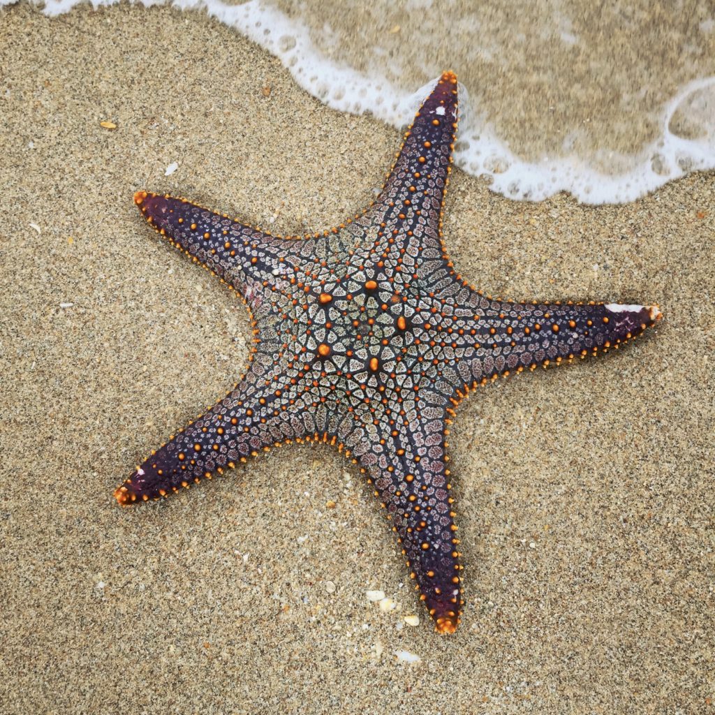 starfish